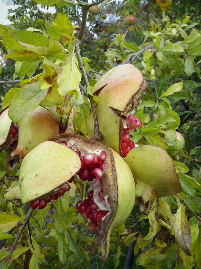 L'Ape In Corte Casa Di Campagna, Via Francigena Stanze E Colazione Vaccarizza Eksteriør bilde