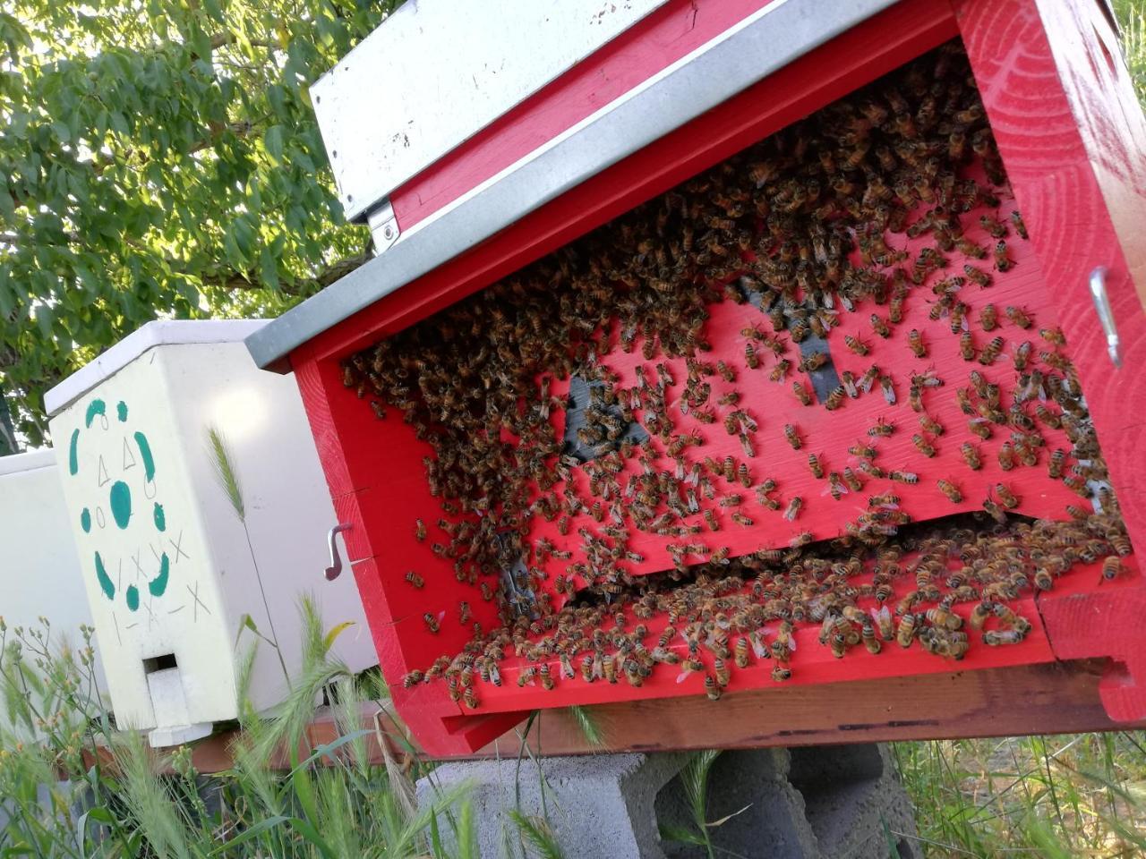 L'Ape In Corte Casa Di Campagna, Via Francigena Stanze E Colazione Vaccarizza Eksteriør bilde